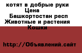 котят в добрые руки › Цена ­ 10 - Башкортостан респ. Животные и растения » Кошки   